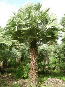 copernicia prunifera