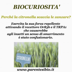 biocuriosità citronella