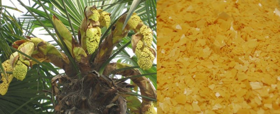 Cera di Carnauba