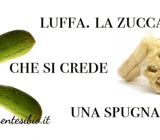 Luffa. La zucca che si trasforma in spugna vegetale