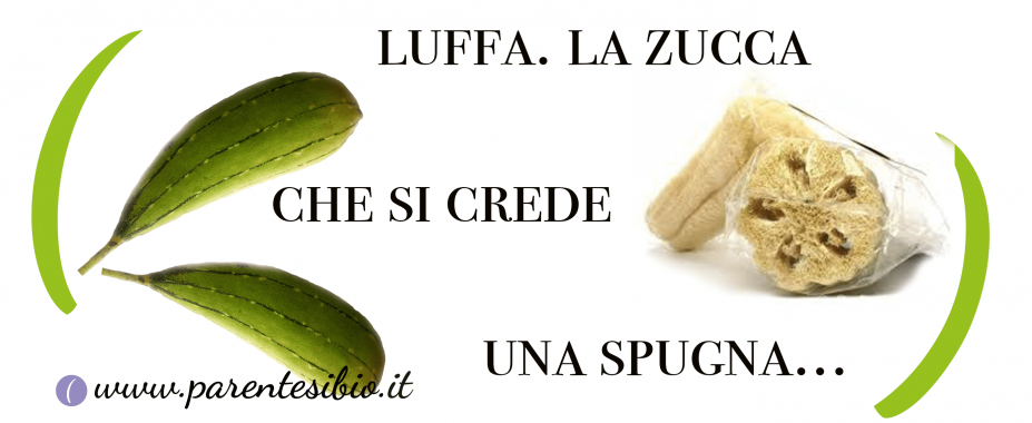 Luffa. La zucca che si trasforma in spugna vegetale